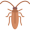 cockroach