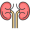 kidney