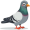 pigeon