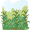 cornfield