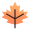 maple