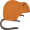 muskrat