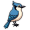 bluejay