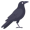 crow