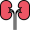 kidneys