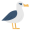 albatross