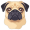 pug