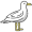 gull