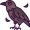 raven