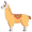 llama