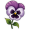 pansy
