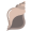 conch
