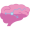 cortex