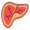 liver
