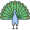 peacock