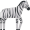 zebra