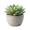 succulent
