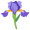 iris