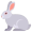 rabbit