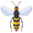 wasp